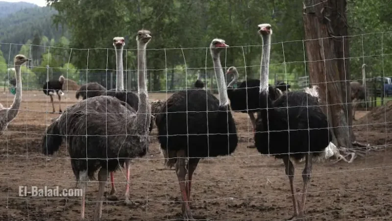 BC Ostrich Farm Battle: CFIA Cull Orders, Legal Fights, and the Future of Universal Ostrich Farm in Canada