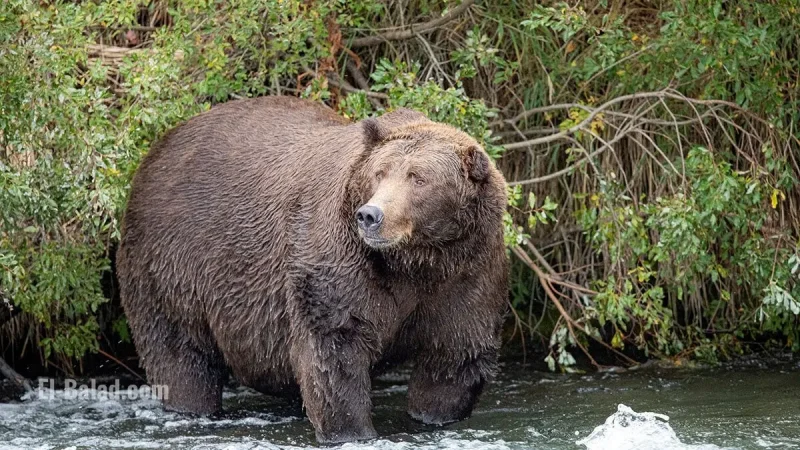 Fat Bear Week Voting 2025: How to Cast Your Vote, Meet the Bears, and Follow the Competition from Anywhere