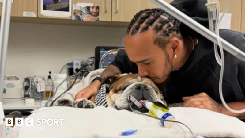 Hamilton withdraws from tire test to care for sick dog