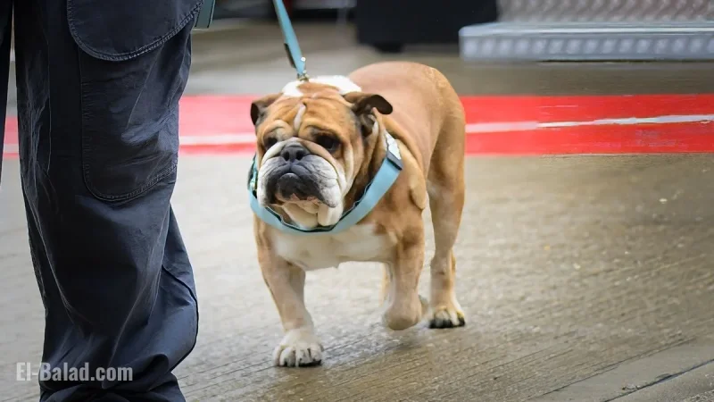 Lewis Hamilton Honors Late Dog Roscoe with Heartfelt Tribute After Passing