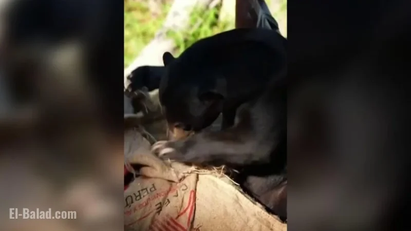 California Zoo Celebrates Sun Bear Birthday Bash in Spectacular Style