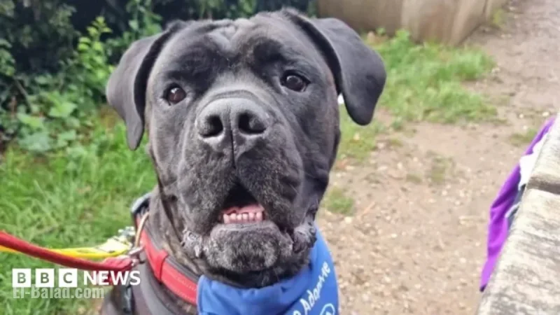RSPCA Encourages South East Residents to Adopt Gentle Giant Dogs