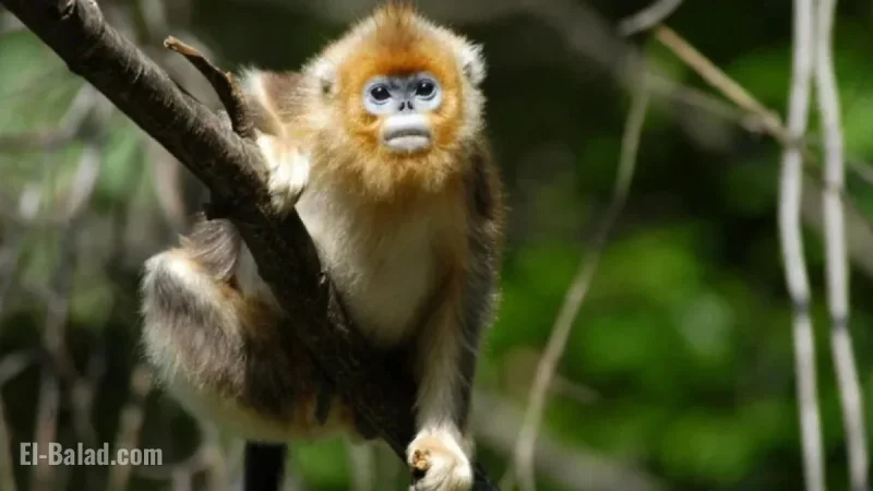Dedicated Conservationist Boosts Rare Monkey Population to Nearly 2,000