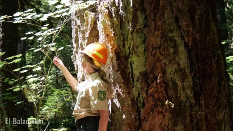 Deadline Approaches for Input on Forest Service’s Pacific Northwest HQ Closure