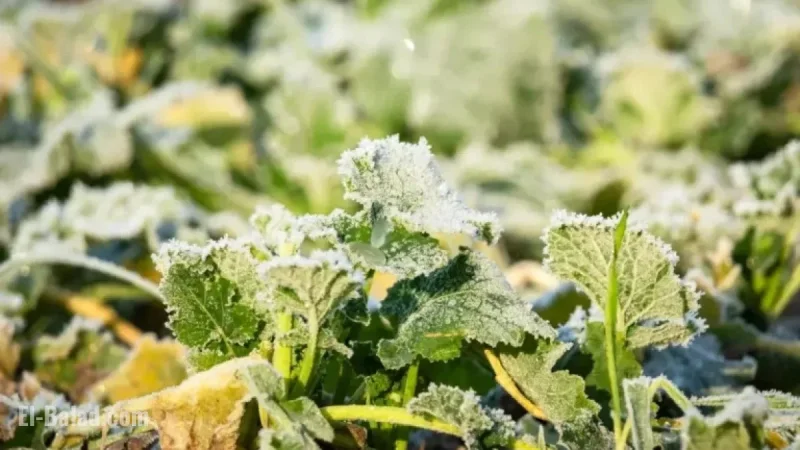 Cold Weather Alerts Issued for 9 States Amid Temperature Drop