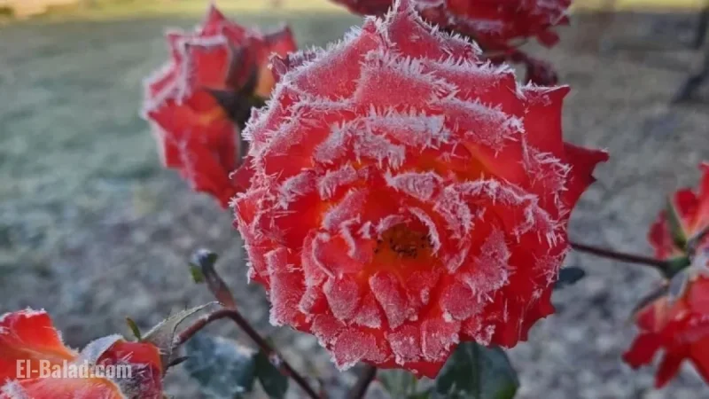 Thursday Dawn’s Frost Expected with Season’s Coldest Start