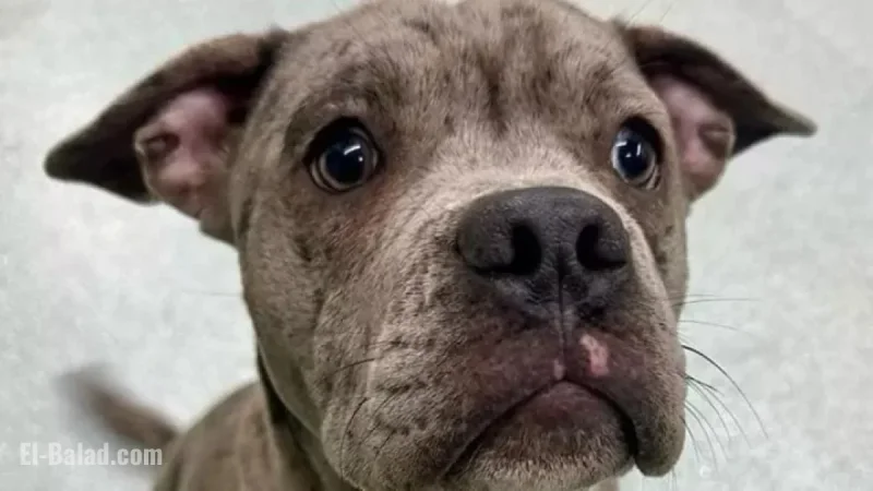 Court Declares Max a Banned Breed, Orders Destruction in Two Months