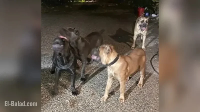 Tyrese Gibson’s Dogs Attack and Kill Neighbor’s Pet, Police Report