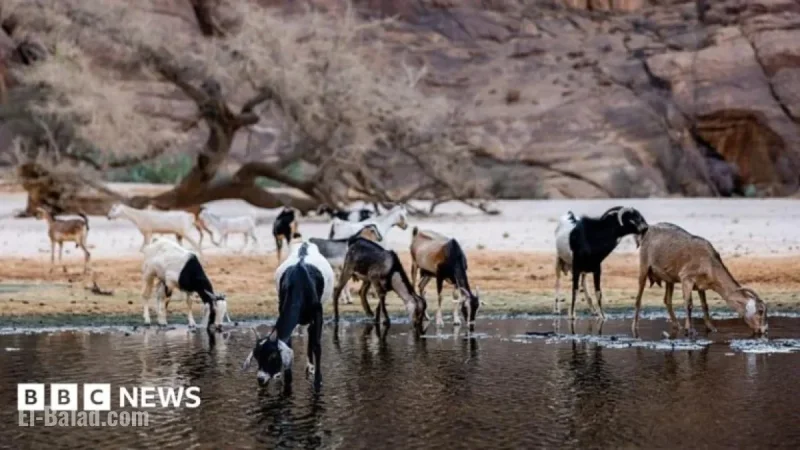 Chad Severs Ties with Wildlife Charity Associated with Prince Harry