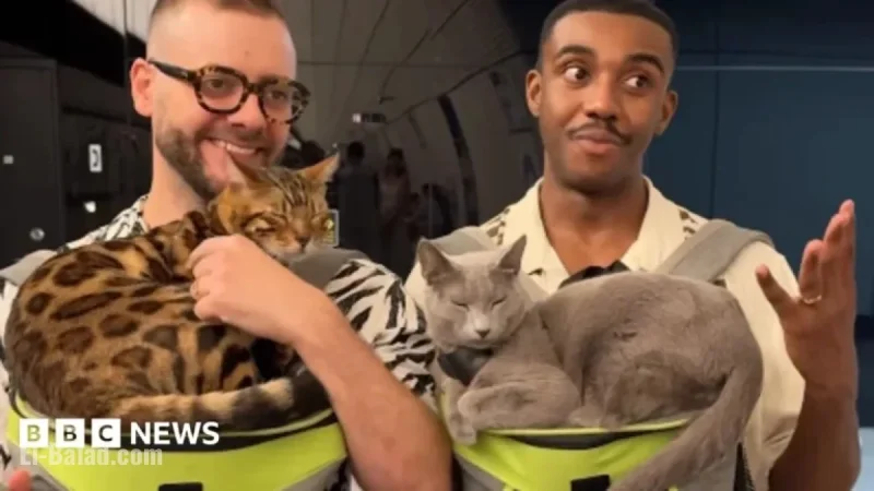 Charity Calls on TfL to Remove Cat Travel Video from London Underground