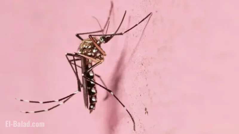 Yellow Fever Mosquito Spreads Across Dry Las Vegas Areas