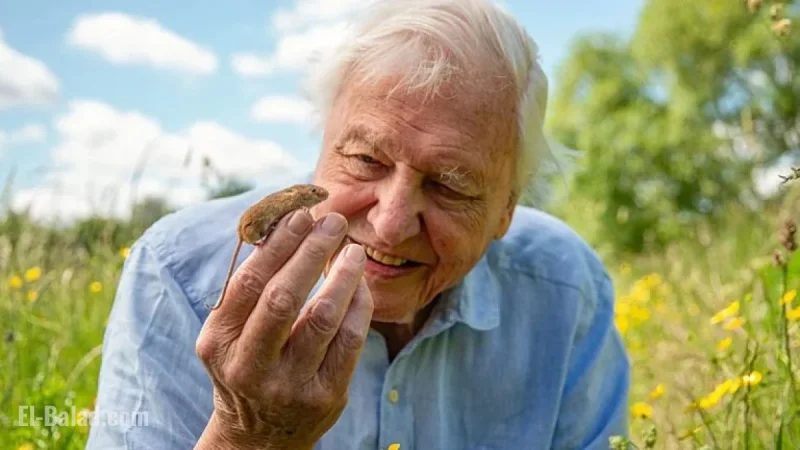David Attenborough Films Surprising BBC Project for 100th Birthday Celebration