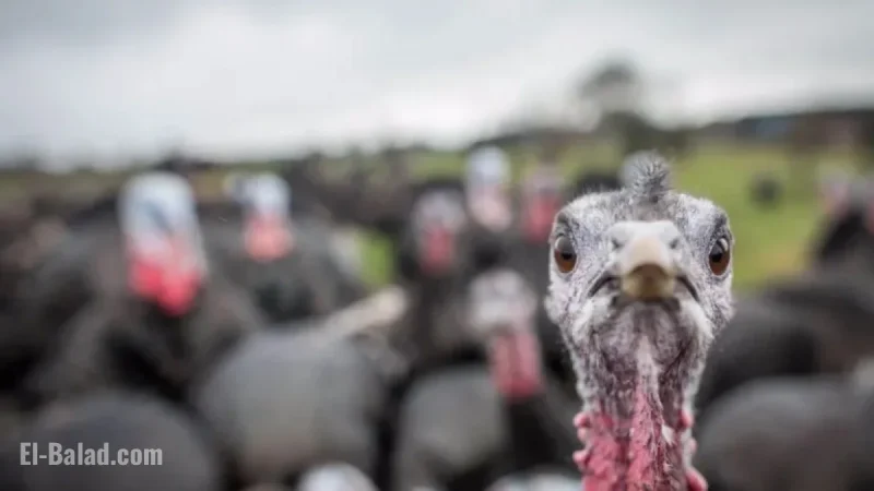 Old Farmers Almanac Issues Thanksgiving Weather Warning for Pacific Northwest