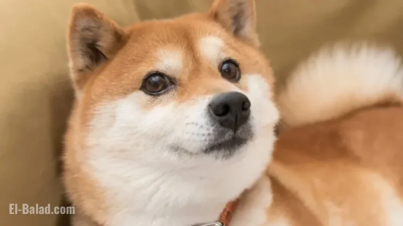Consider Buying Shiba Inu Over Bitcoin: A Thoughtful Investment Choice?