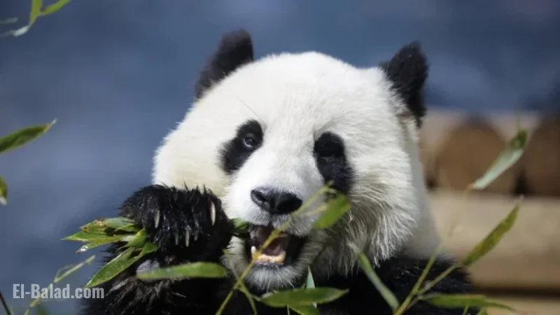 Smithsonian Museums and National Zoo Announce Upcoming Closure