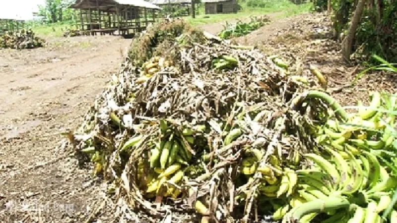 Ghana’s Food Losses Could Sustain Ashanti Region for a Year, Warn Leaders