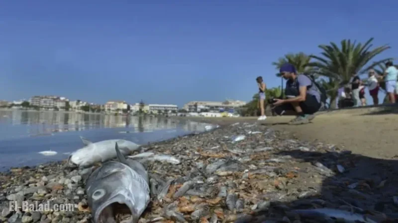 Scientists Warn: Mar Menor Metal Pollution Exceeds Global Toxicity Limits