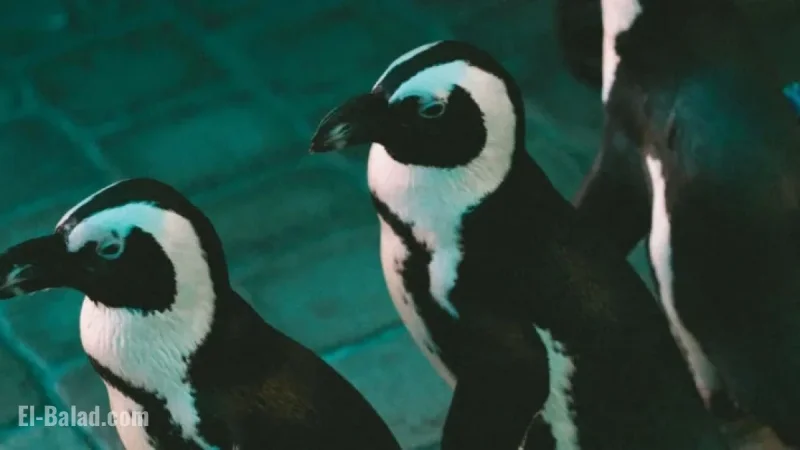 Miami Bids Farewell to Its Iconic Seaquarium