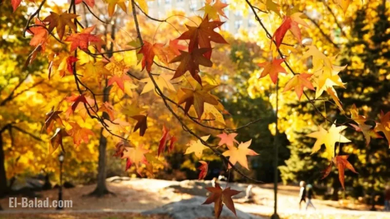 Early Leaf Drop Leads to Duller Fall Foliage