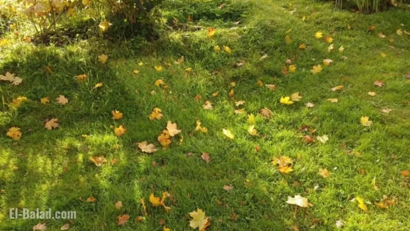 Moderate Rain Forecasted for Latvia with Less Wind