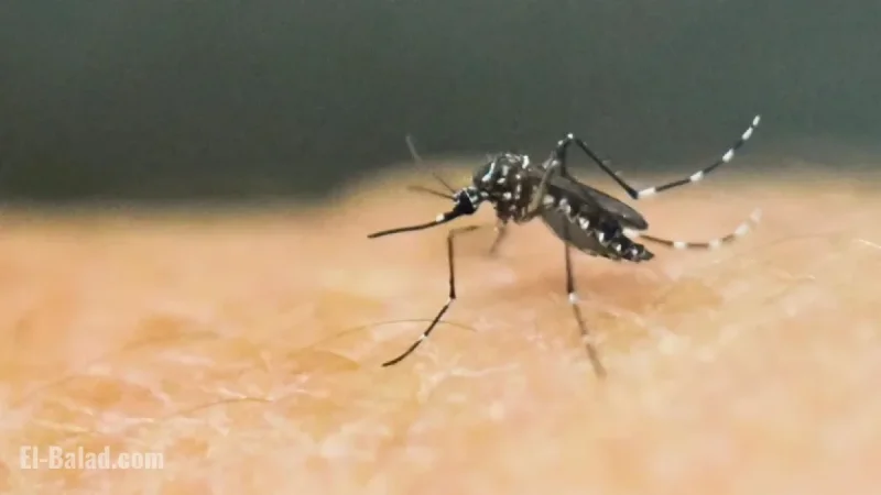 First Local Chikungunya Case Confirmed in New York, Health Officials Report