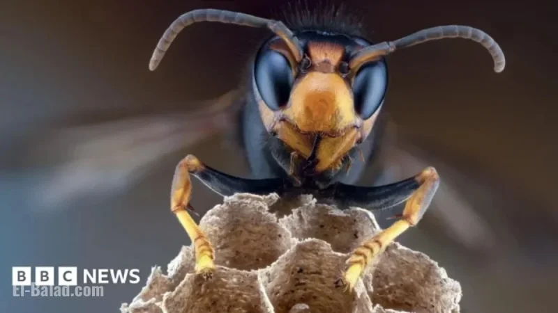 Asian Hornet Sightings Confirmed Again in Belfast