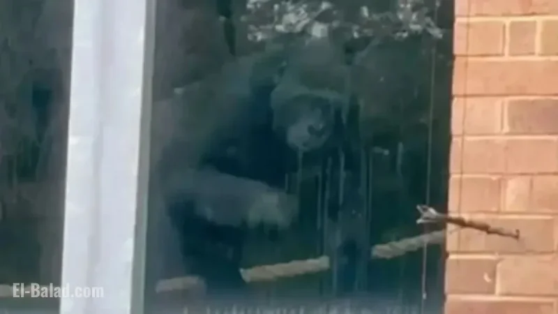 Lonely Gorillas Discovered at Abandoned UK Zoo Three Years Post-Closure