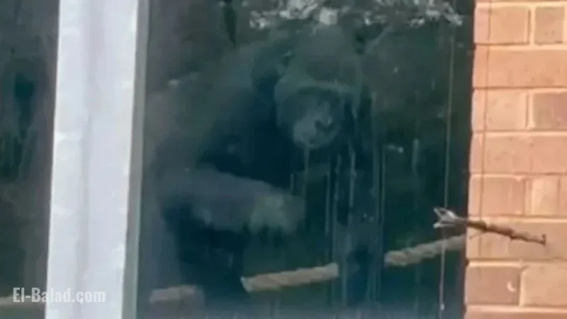 Loneliest Gorillas Found in Enclosure Years Post Zoo Closure