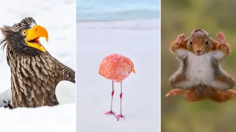 2025 Nikon Comedy Wildlife Awards: 40 Hilarious Photo Finalists Revealed