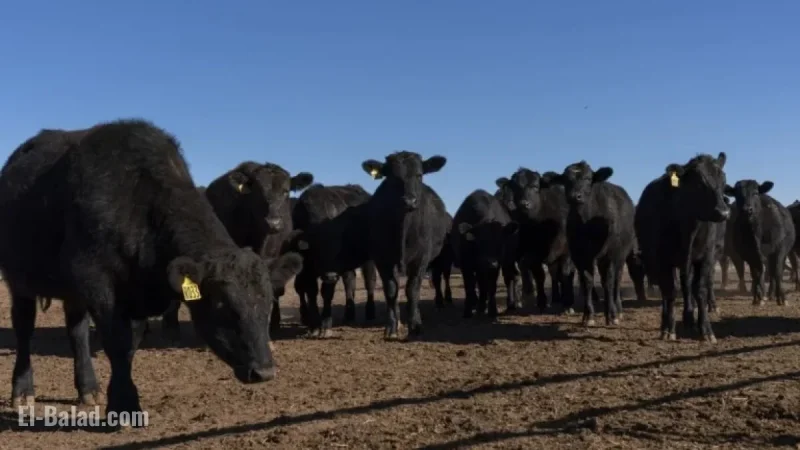 Trump Urges Cattle Ranchers to Lower Prices, Escalating Feud