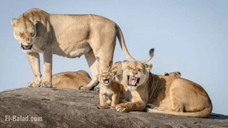 Wildlife Comedy Photos of the Year Promise Uncontrollable Laughter