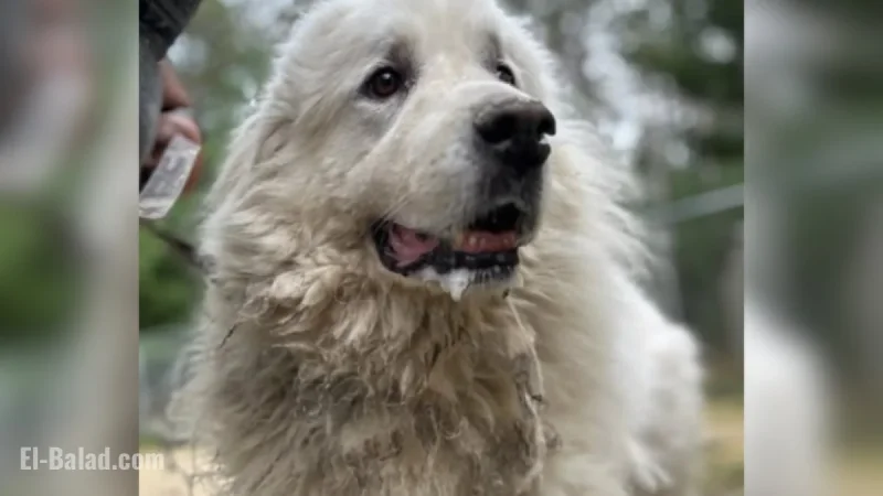 Heartbreaking Photo Shows Dog Watching Owner Leave After Surrender