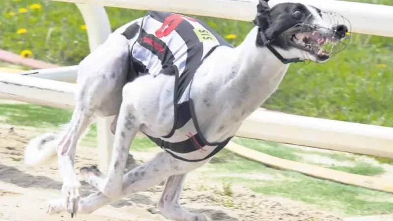 Greyhound Movie Release Officially Announced