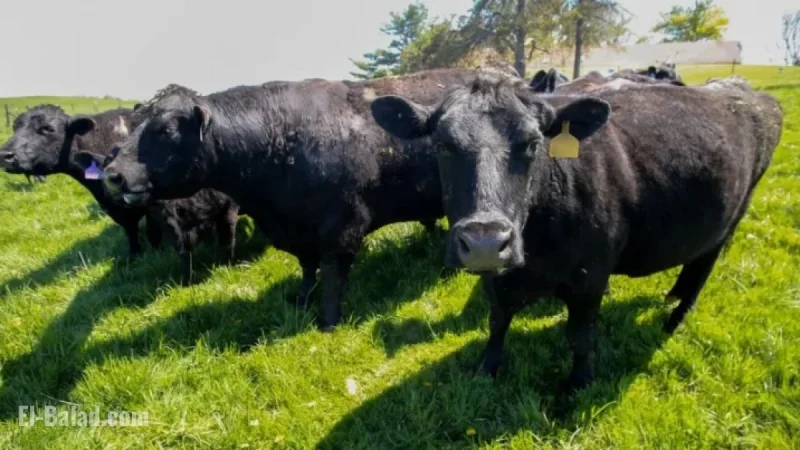 Iowa Farmers Lose Soybean Buyer, Face New Beef Import Challenges