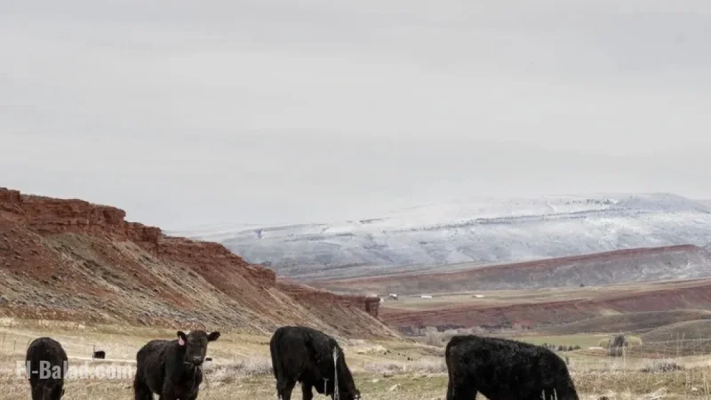 Trump’s Argentine Beef Policy Sparks Concern and Panic