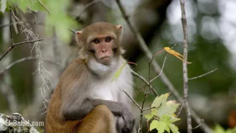 Monkeys Killed by Law Enforcement After Mississippi Truck Accident