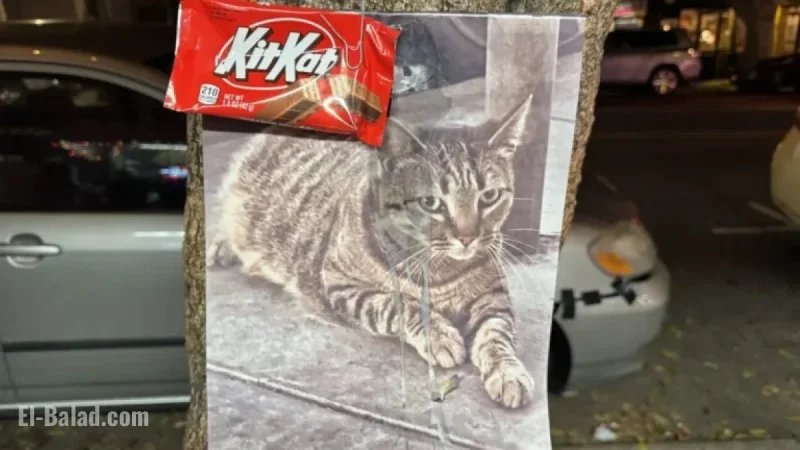 Waymo Allegedly Kills KitKat, Beloved Liquor Store Mascot and Community Icon
