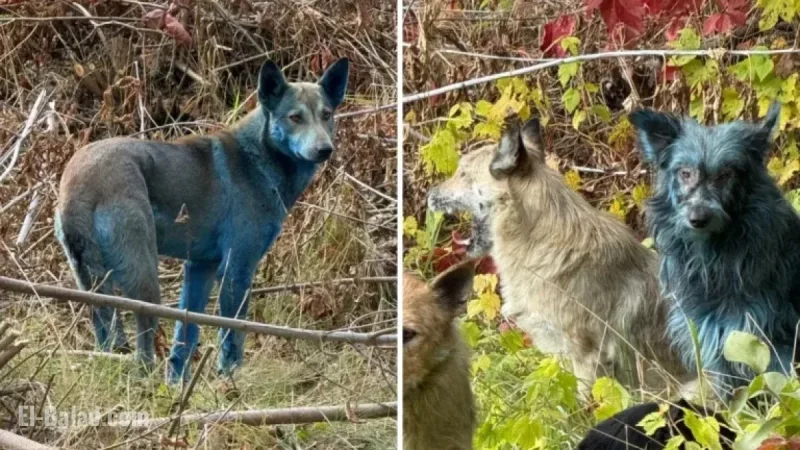 Blue Dogs at Chernobyl: Mystery Solved
