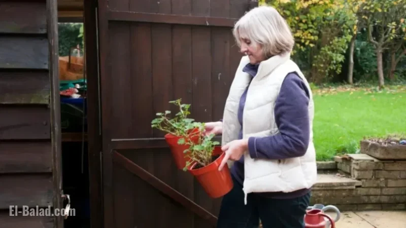 Extend Your Summer Garden’s Life: Essential Steps for Year-Round Health