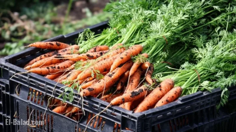 Minnesota Families Face Food Shortage as SNAP Benefits Dwindle