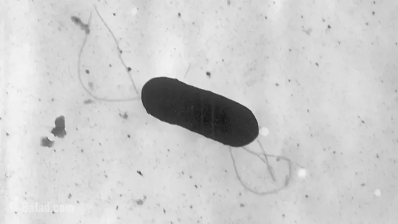 Snohomish County Resident Leads State’s Listeria Outbreak Cases