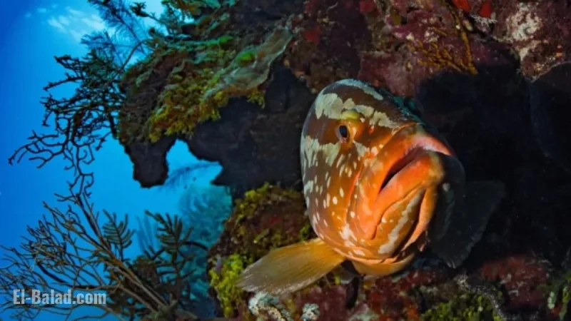 Belize Marine Conservation Successes and Challenges in Reef Protection