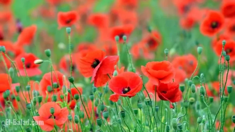 Honoring Sacrifice: Commemorating Remembrance Day