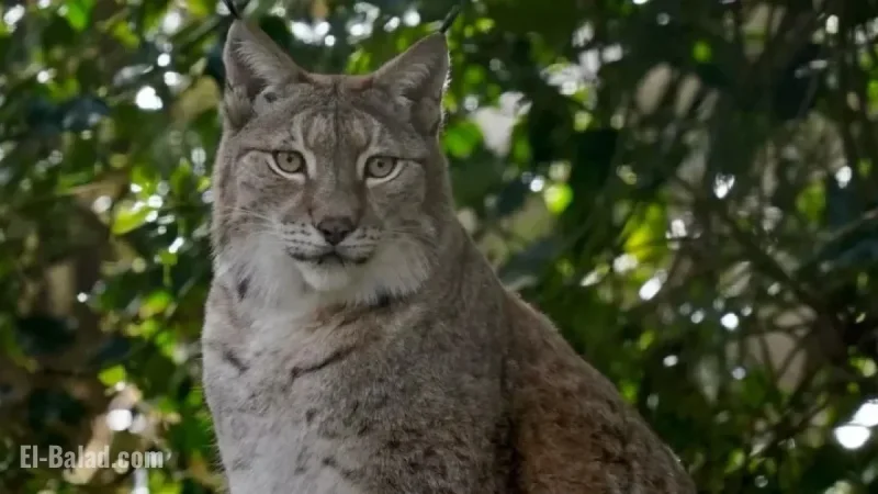 New Lynx Enclosure Brings Reintroduction in Northumberland Closer