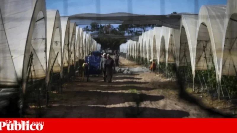 High Overqualification Levels Among Immigrants in Portugal