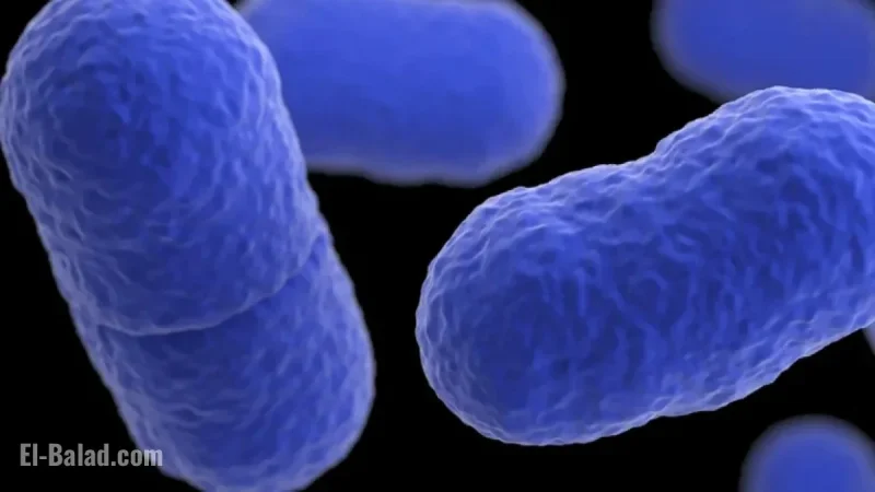 Listeria Outbreak from Prepared Pasta Dishes Claims Six Lives: NPR