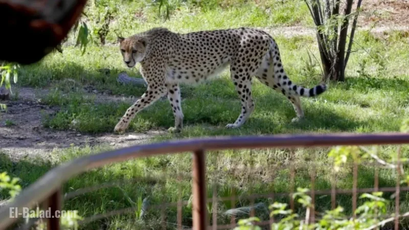 Rare African Cheetah Brothers Arrive at Chester Zoo in the UK