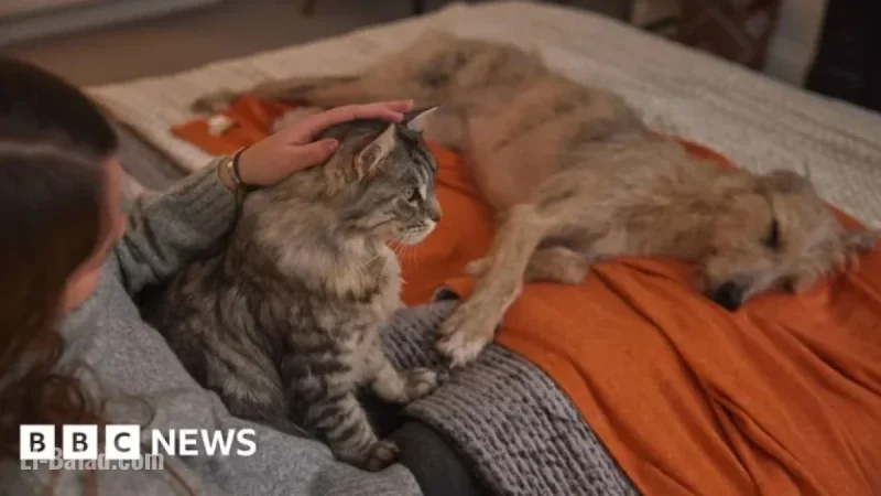 Veterinary Nurse Offers Pet-Calming Tips for Bonfire Night