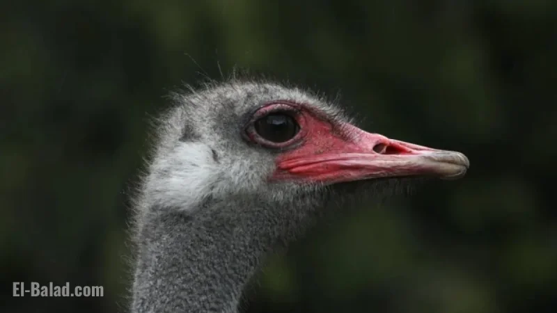 CFIA Manual Outlines Ostrich Euthanasia Methods Amid Cull Decision