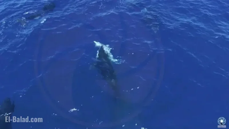 Drone Captures Orcas Hunting Great White Sharks for Their Livers in Mexico